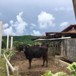 移住後に知った石垣島のおすすめ：石垣牛と美崎牛