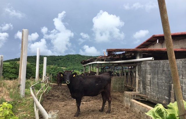 移住後に知った石垣島のおすすめ：石垣牛と美崎牛
