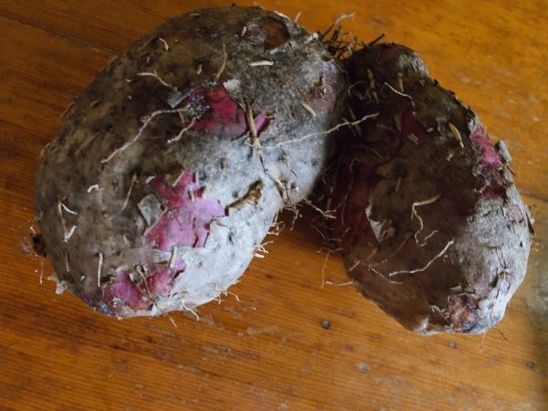 山芋 石垣島のぬちぐすい ヤマン(山芋） | 八重山ブログライターズ