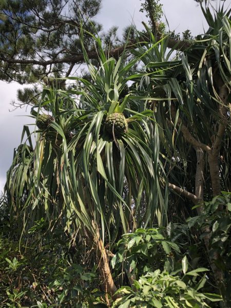 石垣島ぬちぐすい「アダンをいただく」 | 八重山ブログライターズ