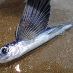 西表島の冬：魚も仮死状態になる！？