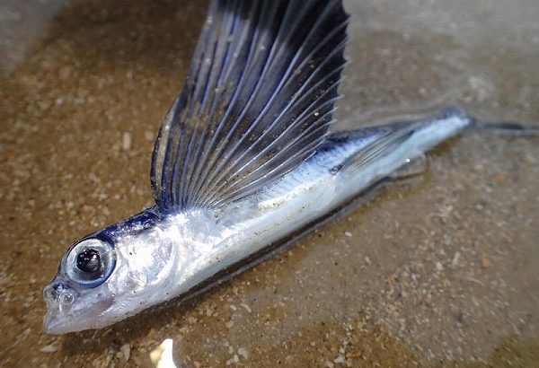 西表島の冬：魚も仮死状態になる！？