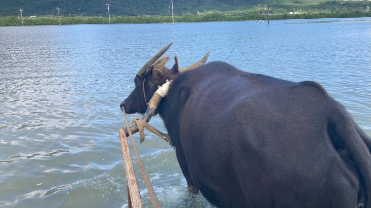 元 水牛車乗務員が語る！竹富島と由布島の水牛の違い①