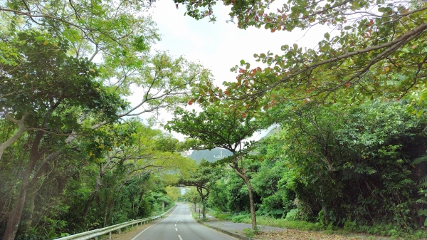 “今が旬” 南の島で紅葉を楽しむドライブを！　in西表島