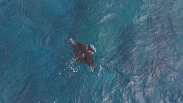 悲願！新城島（パナリ島）に上陸！　＜季節限定＞島内観光＆マンタシュノーケリング